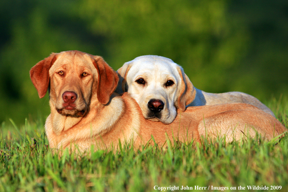 Yellow Labrador Retrievers in field