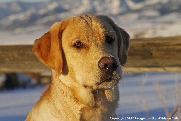 Yellow Labrador Retriever