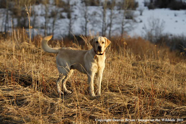 Yellow Labrador Retriever.