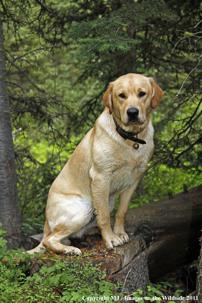 Yellow Labrador Retriever.