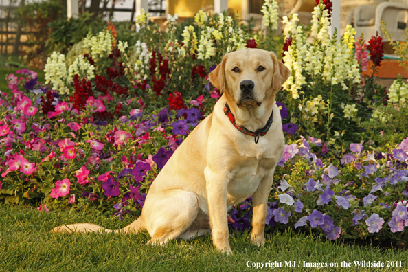 Yellow Labrador Retriever.