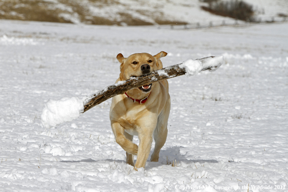 Yellow Labrador Retriever with stick. 