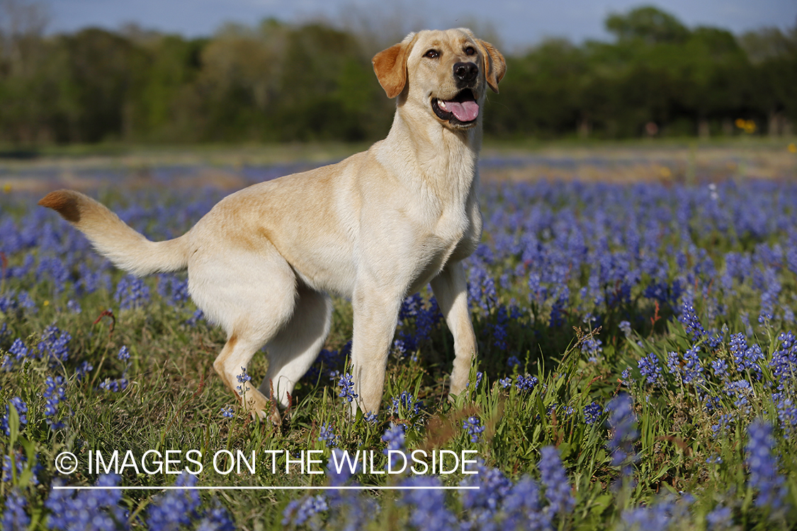 Yellow Labrador Retriever in field of wildflowers.