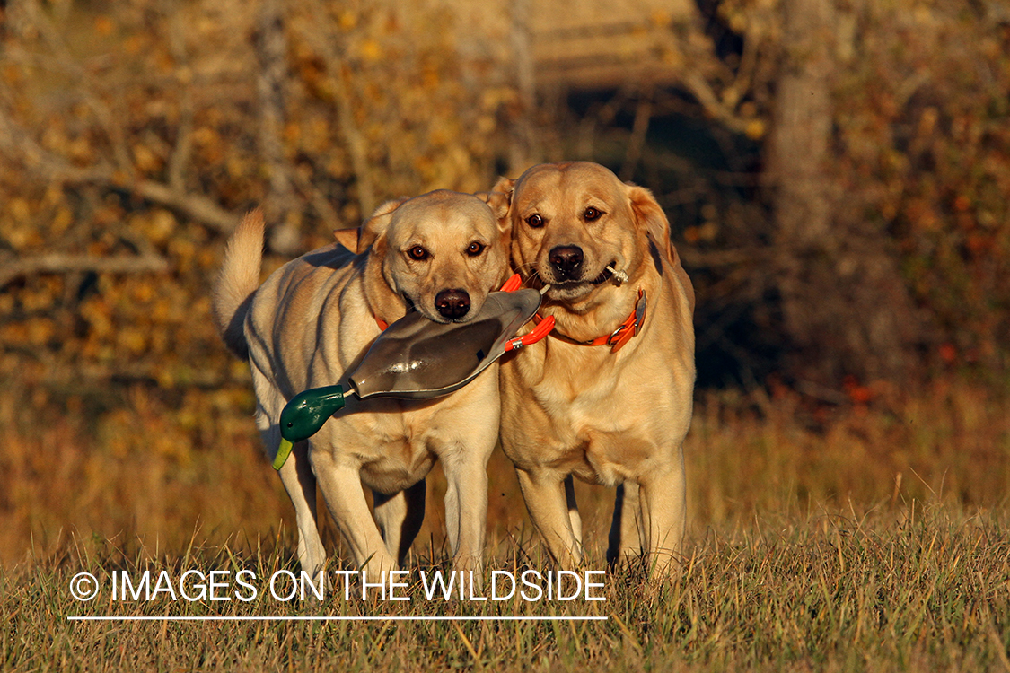 Yellow Labrador Retrievers playing with a training toy.
