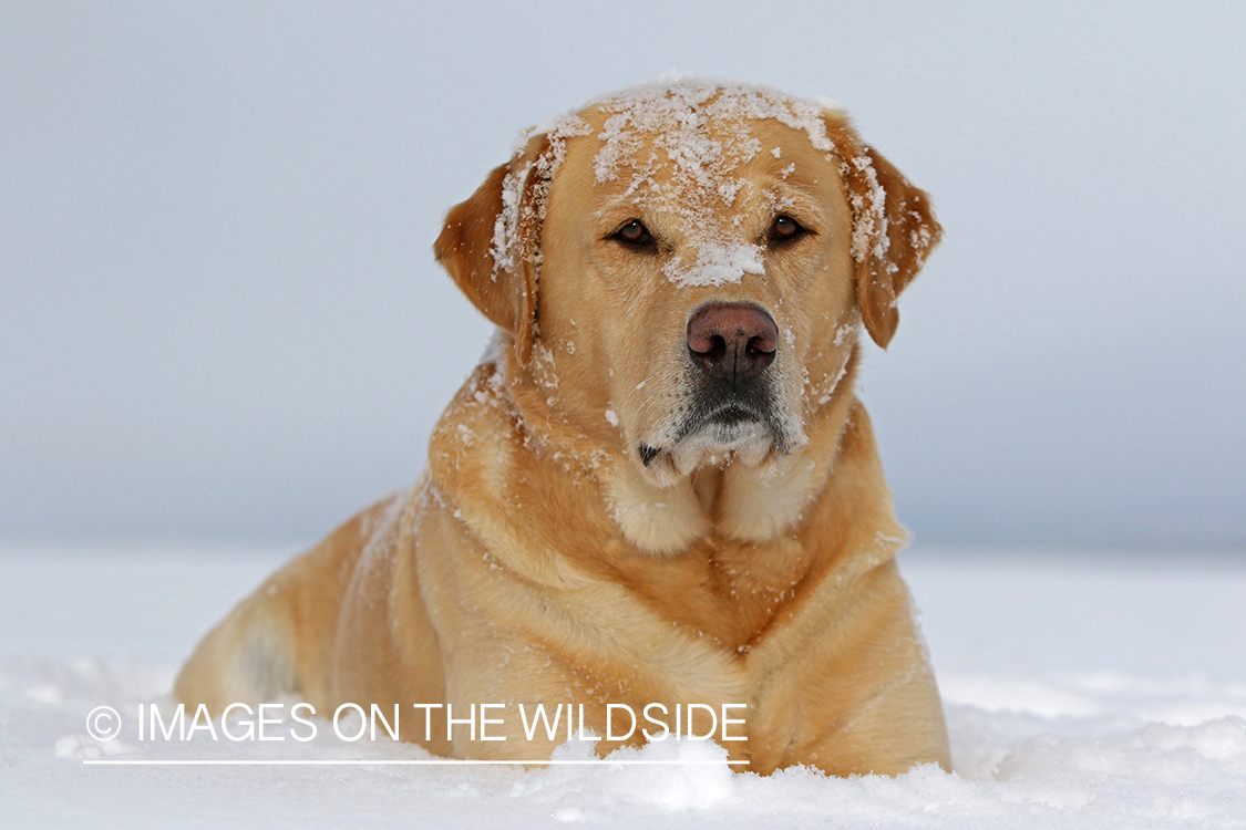 Yellow lab in snow.