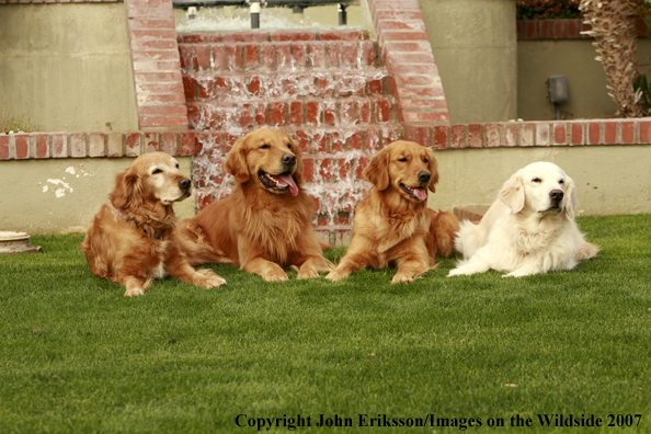 Golden Retrievers 