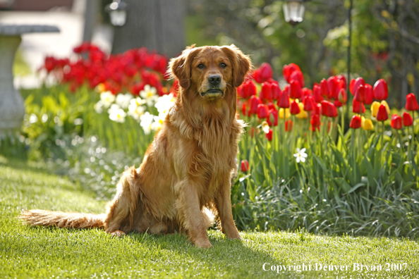 Golden Retriever