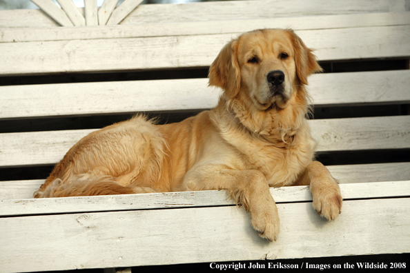 Golden Retriever