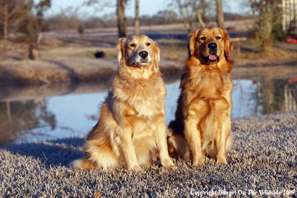 Golden Retrievers