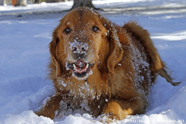 Golden Retriever in winter.