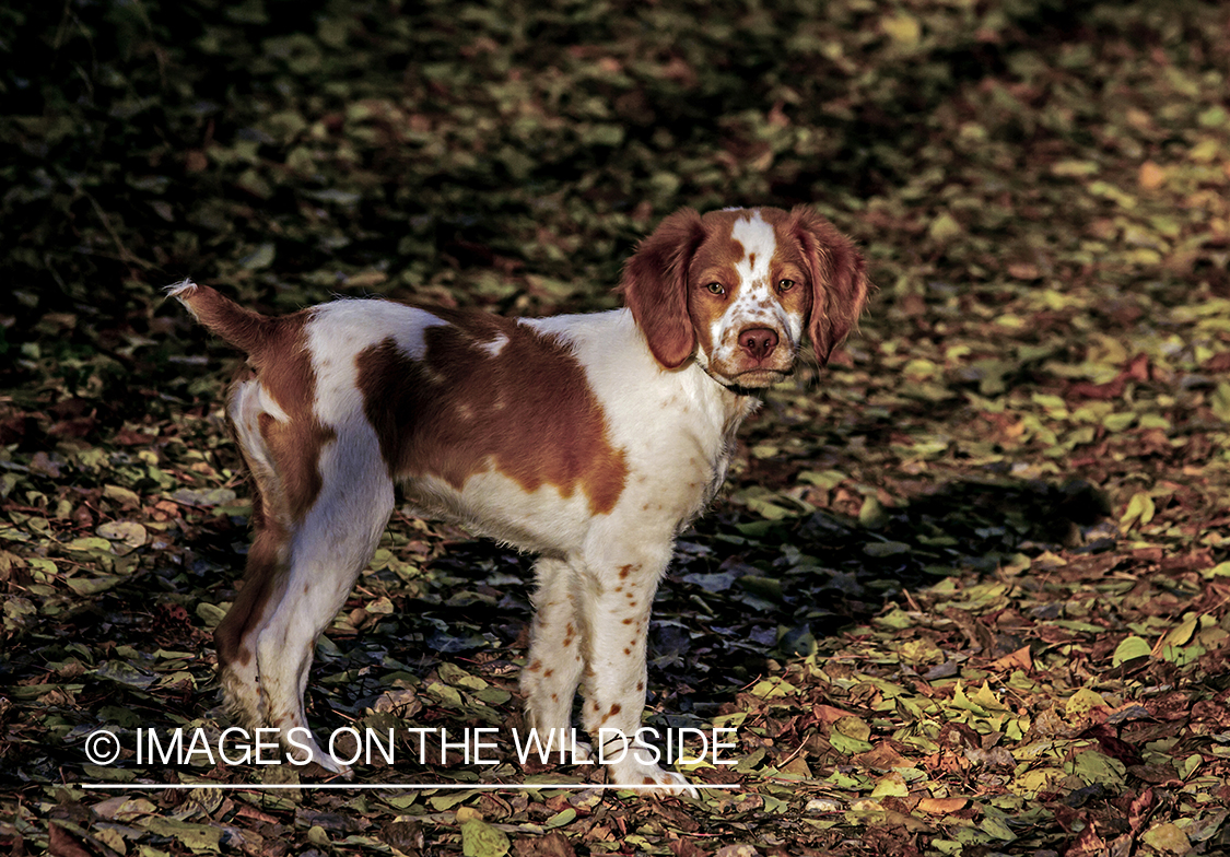 Brittany Spaniel Puppy
