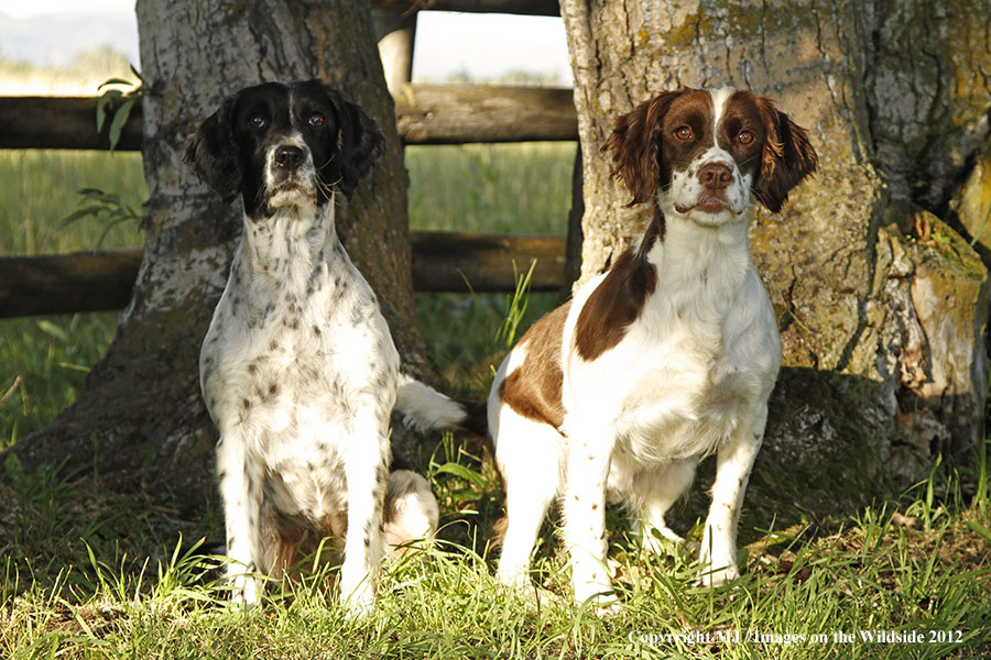 Springer Spaniels in yard.