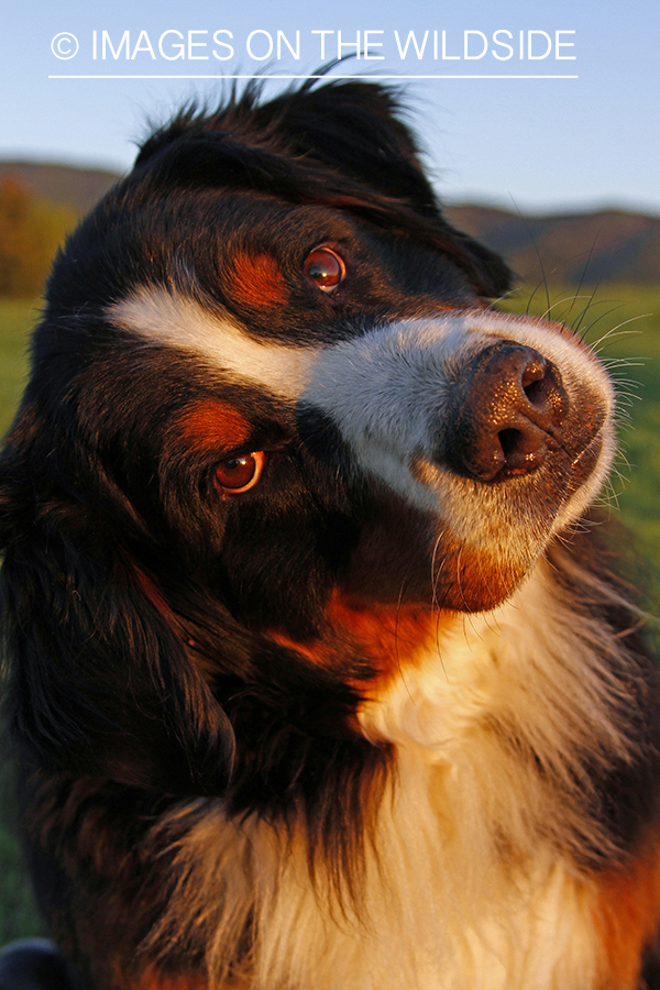 Bernese Mountain Dog