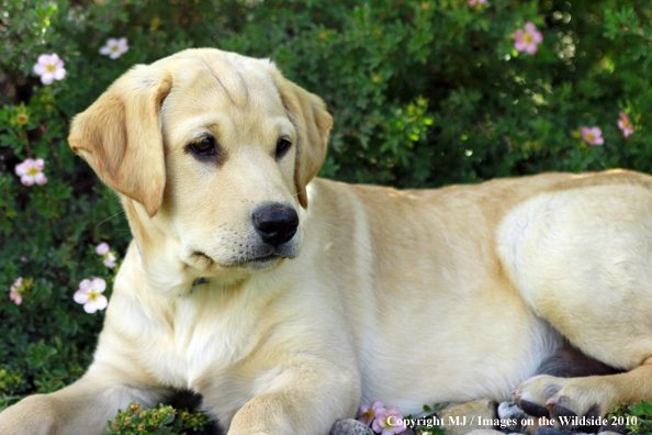 Yellow Labrador Retriever Puppy