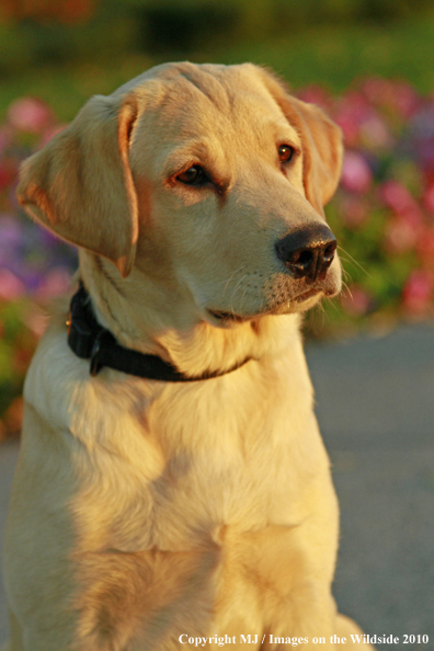 Yellow Labrador Retriever Puppy