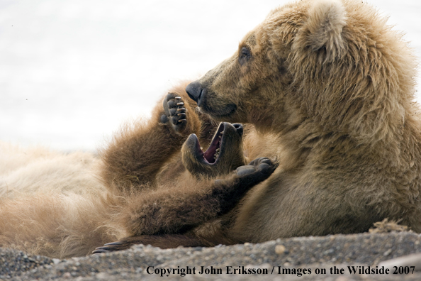 Brown Bear sow with cub