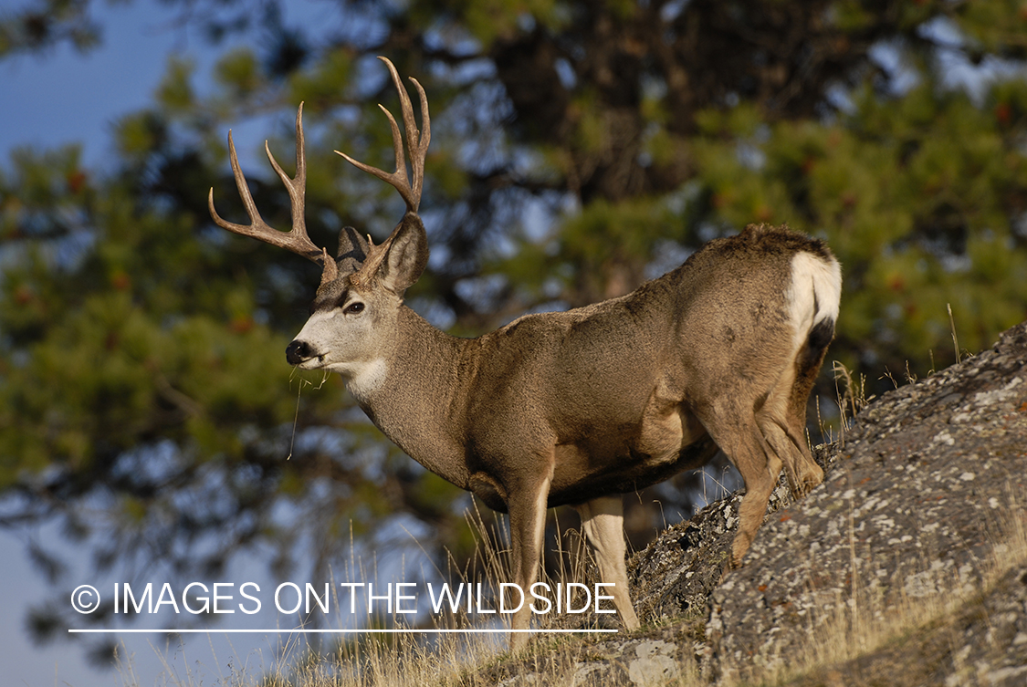 Mule deer 