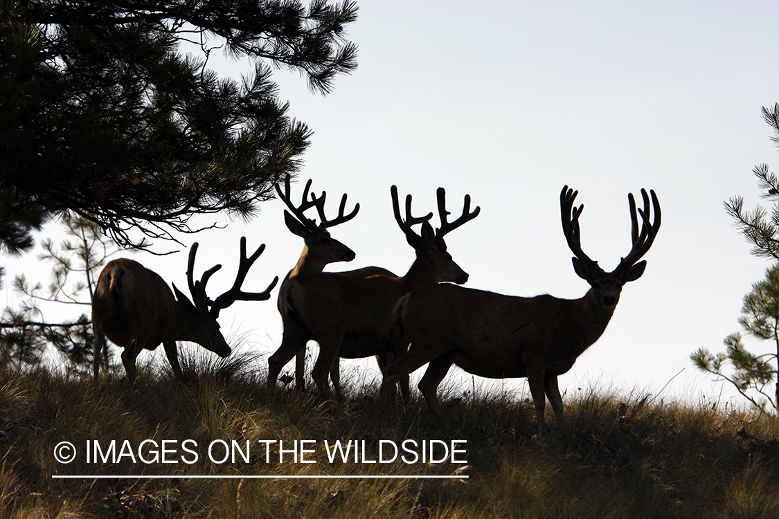 Mule Deer in Habitat