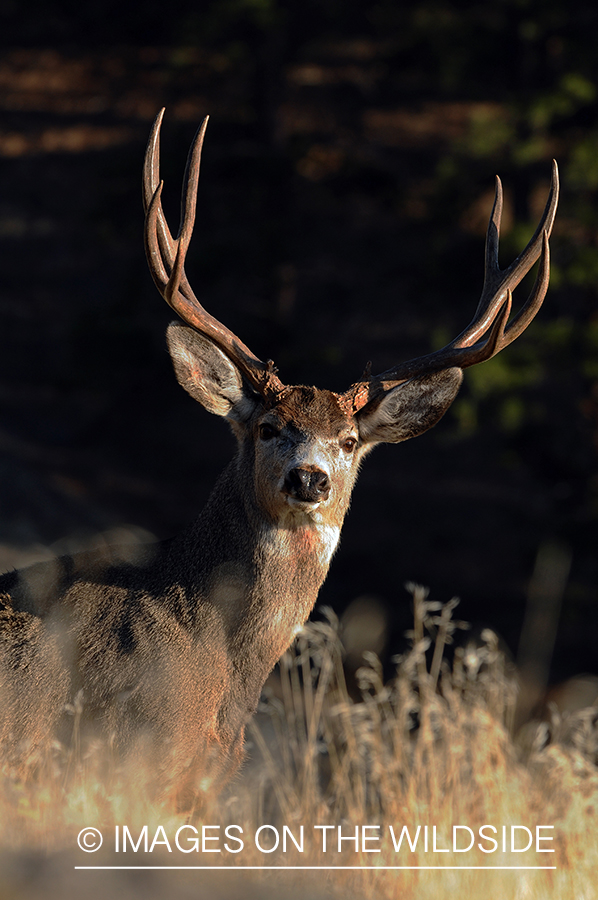 Mule Buck