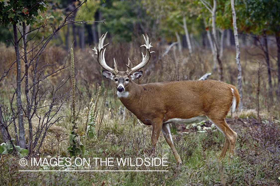 Whitetail buck in habitat