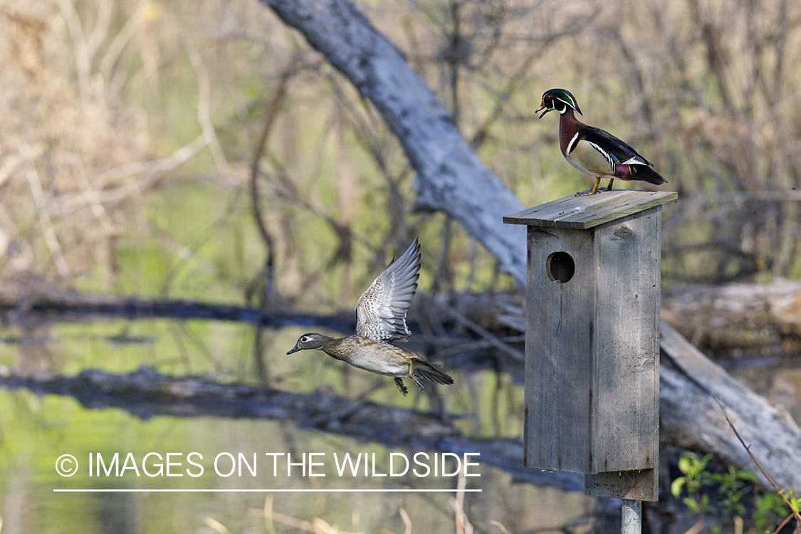 Wood ducks with nest box in habitat.
