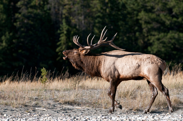 Bull elk bugling. 