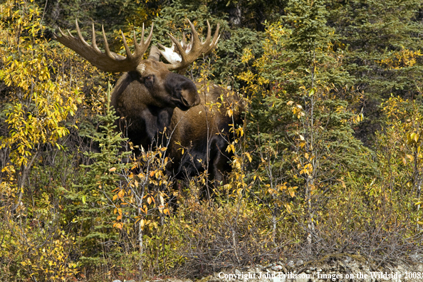 Alaskan Moose in Habitat