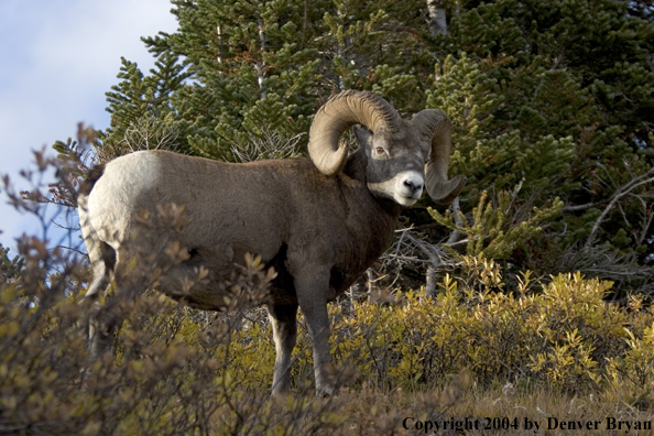 Rocky Mountain bighorn sheep (ram).