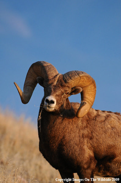 Rocky Mountain Bighorn Sheep