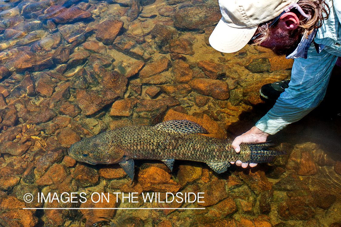 Flyfisherman releasing wolf fish in river in Kendjam region, Brazil.