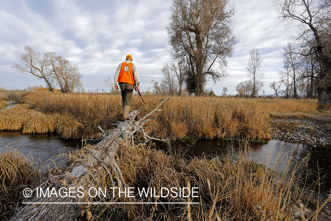 Upland game bird hunter in field.