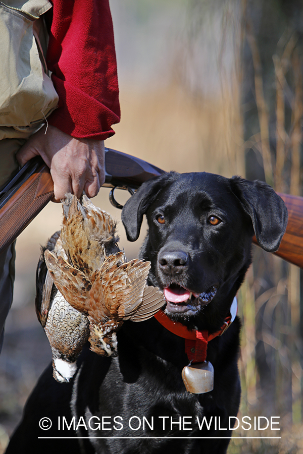 Black lab with hunter and bagged bobwhite quail.