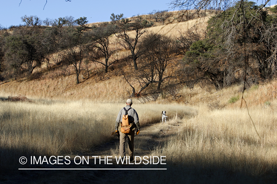 Upland game bird hunter with English Setters in field.