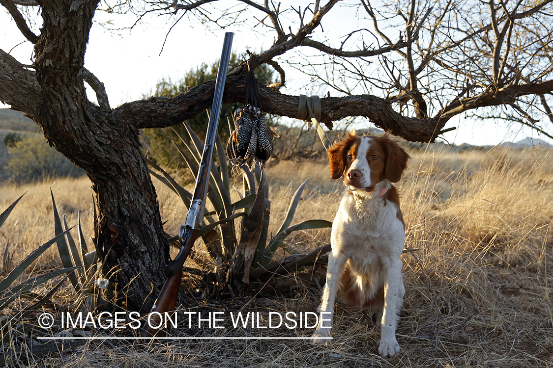 Brittany Spaniel with bagged Mearns quail and shotgun.