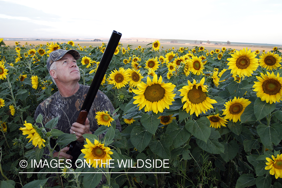 Dove hunter taking aim in sunflower field.