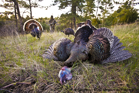 Hunter with bagged (Merriam's) turkey - decoy in bakcground