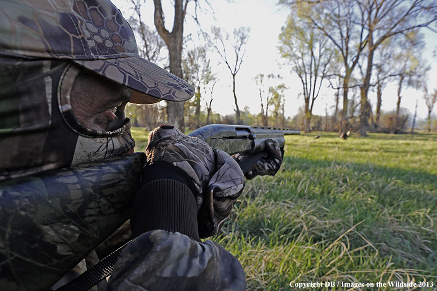 Turkey hunter shooting at gobbler with hen decoy.