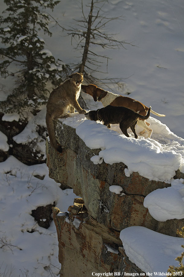 Hunting dogs cornering mountain lion.
