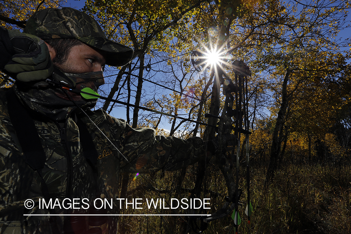 Bowhunter taking aim at rocky mountain elk.