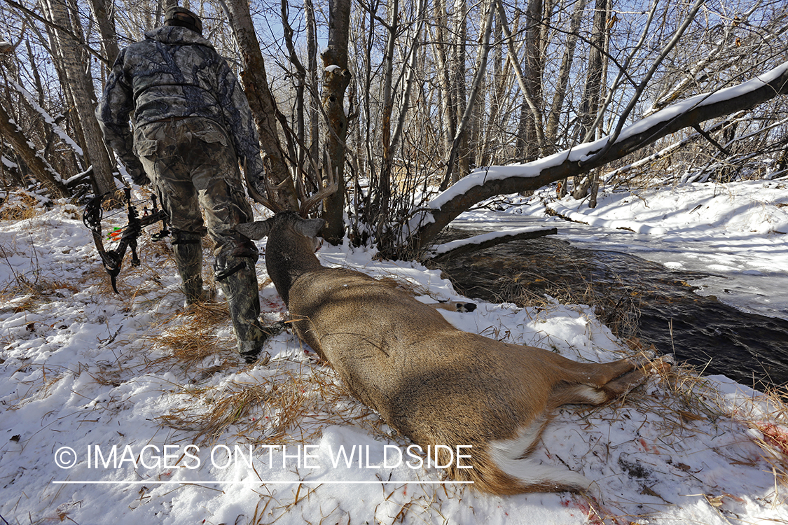 Bowhunter dragging downed white-tailed buck.