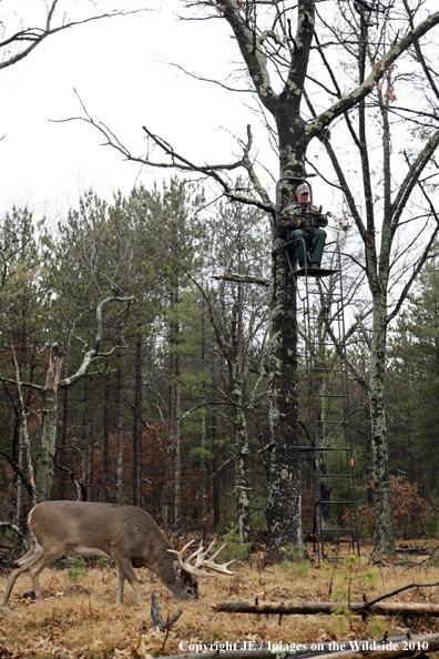 Bowhunting for wite-tailed deer from tree stand.