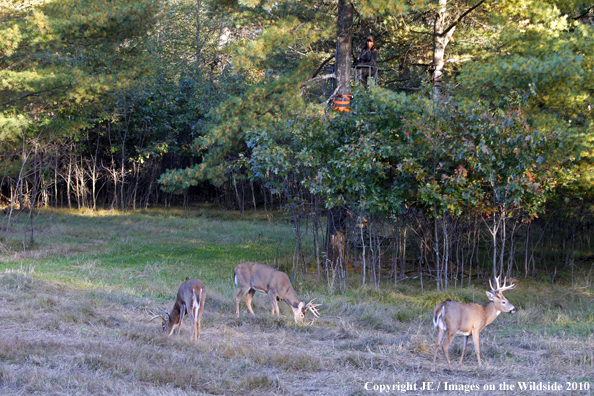 Bowhunter in treestand with white-tailed deer on ground. 