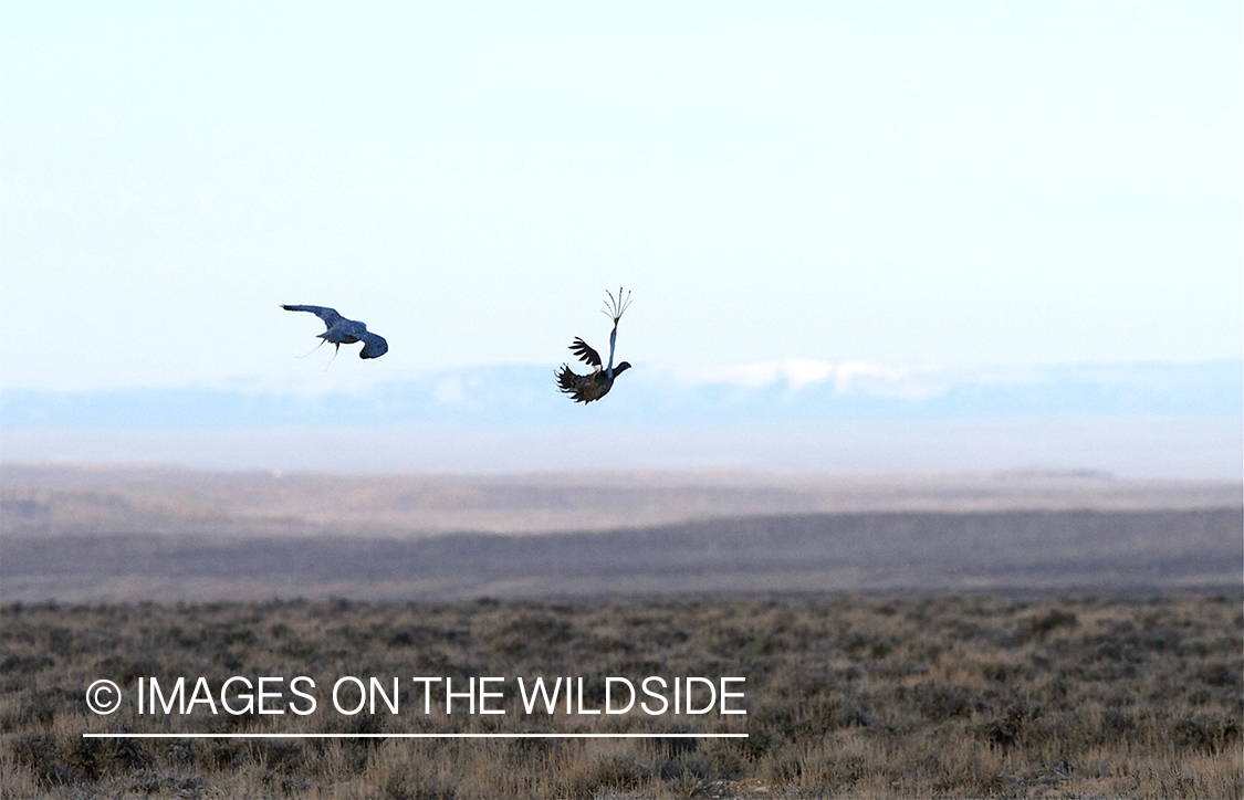 Peregrine Falcon chasing Sage Grouse.