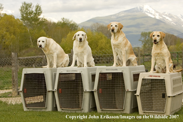 Yellow Labrador Retrievers