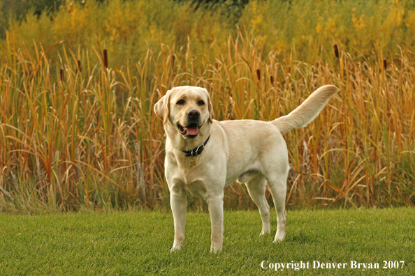 Yellow Labrador Retriever