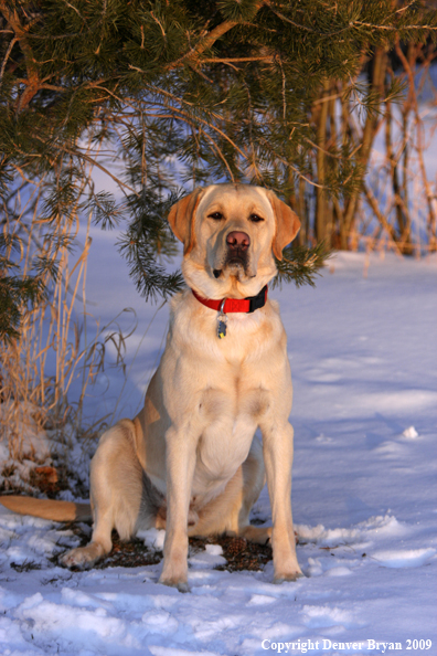 Yellow labrador retriever
