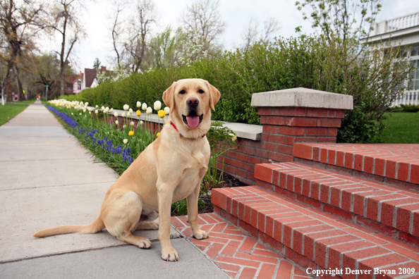 Yellow Labrador Retriever by flowers