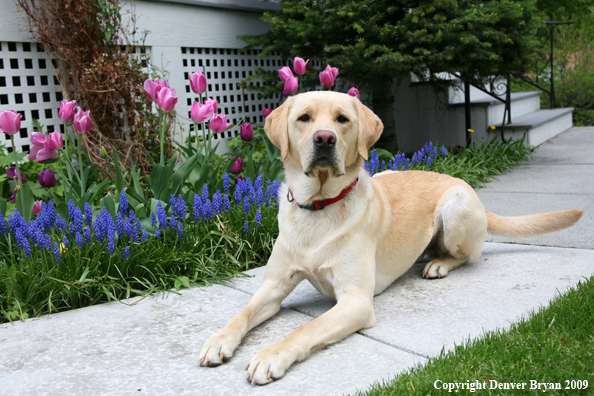 Yellow Labrador Retriever by flowers