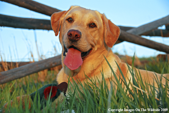 Yellow Labrador Retriever