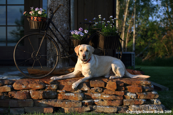 Yellow Labrador Retriever by old bike